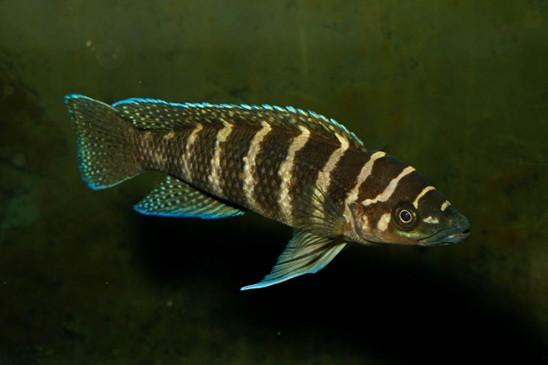 Neolamprologus cylindricus 'Kasanga'